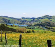 Im Vordergrund eine Wiese mit L&ouml;wenzahn, im Hintergrund Teile des Diemelsees