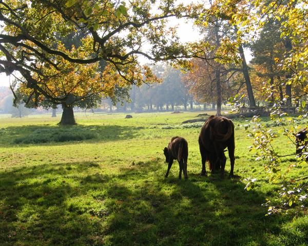Wisentkuh mit Kalb im Tierpark Sababurg Hofgeismar Wisentkuh mit Kalb im Tierpark Sababurg Hofgeismar