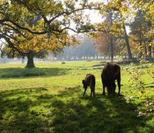 Wisentkuh mit Kalb im Tierpark Sababurg Hofgeismar Wisentkuh mit Kalb im Tierpark Sababurg Hofgeismar